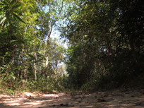 Forest in Phu Pan, Sakon Nakhon province Thailand