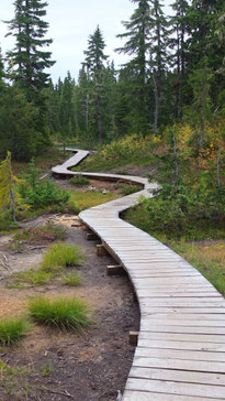 Trail im Strathcona Provincial Park