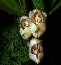 orchidée