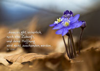 Leberblümchen, Christliche Karten