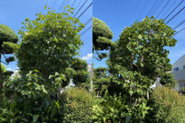 多摩市で剪定する植木屋「纏造園」