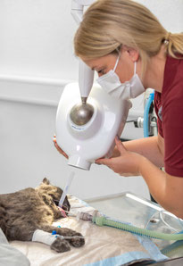 digitales Zahnröntgen für Hunde, Katzen und Kaninchen