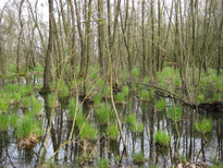 Broekbos