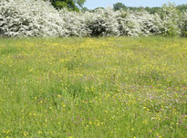 Einsatzort mit Blüten vom z. B. Scharfen Hahnenfuß, Rotklee und Eingriffeligem Weißdorn (Foto: NABU/Holger Düsedau)