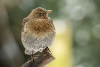 Amsel (Foto: NABU/Winfried Rusch)