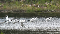 Säbelschnäbler auf dem Kührener Teich (Foto: NABU/Holger Düsedau)