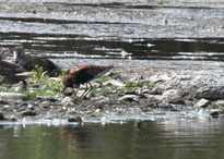 Kampfläufer auf trocken gebliebener Insel im Kührener Teich (Foto: NABU/Holger Düsedau)