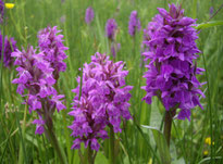 Breitblättriges Knabenkraut (Foto: NABU)