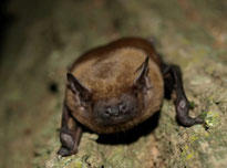 Große Abendsegler nutzen ganzjährig Baumhöhlen (Foto: NABU/Antje Seebens-Hoyer)