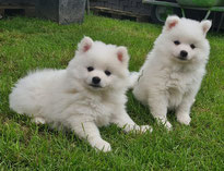 Middenslag Keeshond pups, witte Keeshond pups