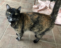 Katze Bonny