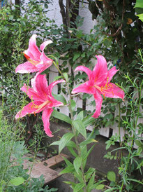 ⑤華やかなピンク色の百合花たちが夏宣言*