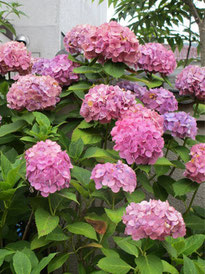 ⑥6月から咲いていた紫陽花も、そろそろ終盤…。