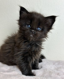 Maine Coon Kitten in black 