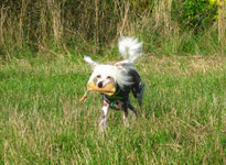 Chinesischer Schopfhunde, Hundeschule, Hundetraining, Einzeltraining, Dummytraining