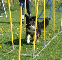 Sunny lernt den Slalom kennen