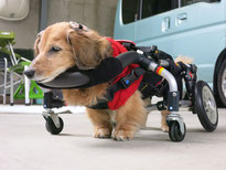 犬の車椅子　犬用車椅子　犬の車いす　犬用車いす　犬　車椅子　車いす　車イス