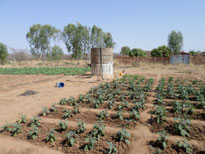 01-2014 - Un exemple de ce que le forage d'un puits peut apporter en Afrique (visite des jardins de l'abbé Nicolas)