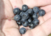 Heidelbeeren. Foto: NABU/H. May