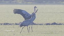 grauer kranich tanz vogel