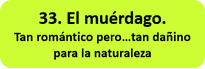 El muérdago. Tan romántico pero...tan dañino para la naturaleza