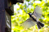 Kohlmeise im Anflug an NABU-Nistkasten (Foto: NABU/Günter Lessenich)