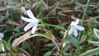 高山植物 開花情報 2026
