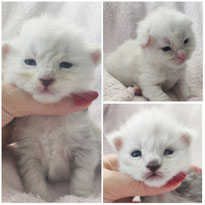 Macy, möbius en Murphy of Big Friendly Cats 