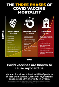 Le plan de vaccination mortelle en 3 phases (source citée en bas de l'image) - Cliquer pour agrandir
