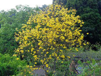 ブラジル桜（東山代町）