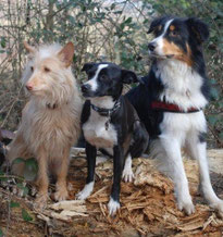 ob groß oder klein, Rassehund oder Mix