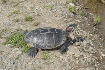 schildkroete