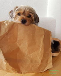 Ein von der österreichischen Hundeschule Tiertraining Diamant bereitgestelltes Einstiegsbild mit einem gelassen wirkenden Hund, der einen großen braunen Papiersack im Maul trägt und damit auf die digital erhältlichen Wertgutscheine der Boutique hinweist