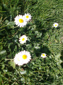 Nr. 15 Gänseblümchen(Bellis perennis)