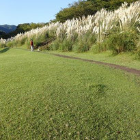 松川湖に咲くパングラス