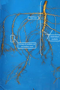 Root nodules on germination paper 