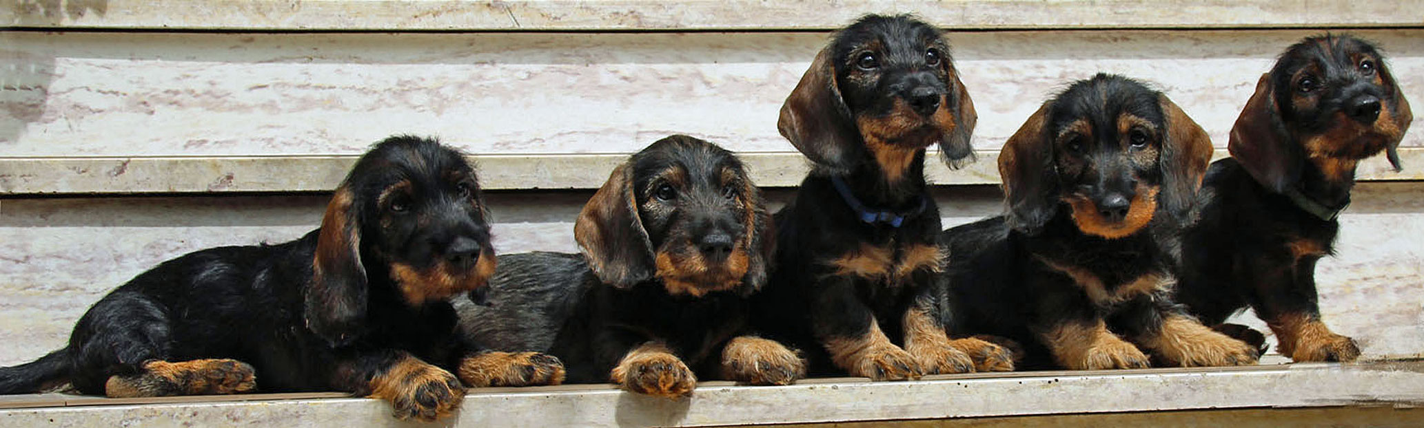 Welpen Osterreichischer Dachshundeklub Sektion Niederosterreich