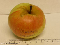 Blumberger Langstiel Apfel