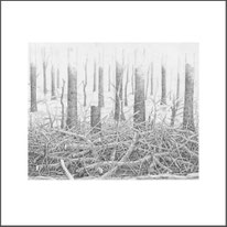 Baum 36