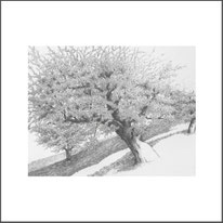 Baum 05