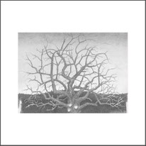 Baum 37