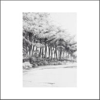 Baum 15