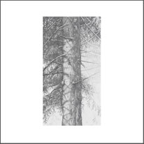 Baum 06