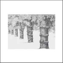 Baum 10