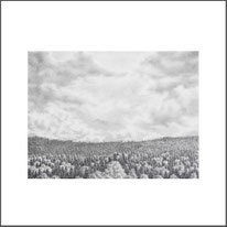 Baum 16