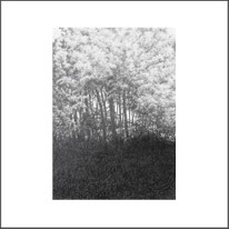 Baum 12