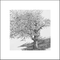 Baum 04