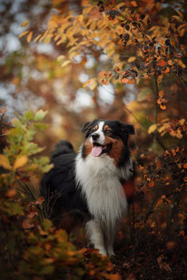 Hundefotografin Bernau Berlin Brandenburg