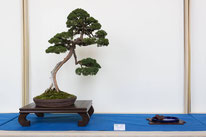 Juniperus chinensis - Bonsai Club Alessandria - 2° premio conifere