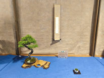 3° Premio shohin-kifu-chuhin: Comp. shohin 3 - Sesia Bonsai Club